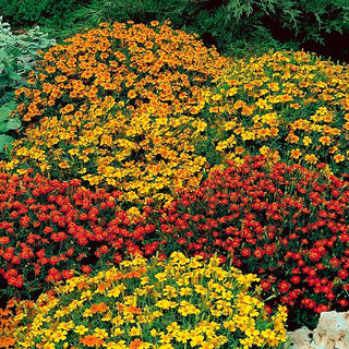 Oeillet d'Inde - Starfire - Mélange multicolore - Tagetes tenuifolia