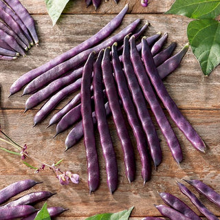 Haricot à rames - Blauhilde - Variété à croissance vigoureuse