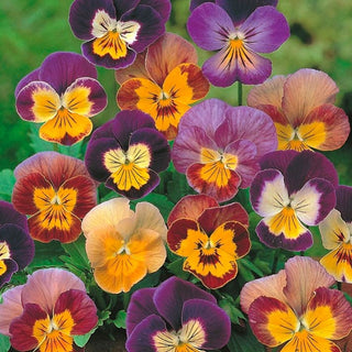 Violette Cornue - Bambini - Mélange coloré de fleurs compactes - Viola cornuta