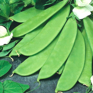 Pois Mangetout Bajka - Croissance rapide et récoltes abondantes