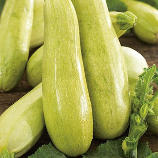 Courgette Wanda - Variété précoce idéale pour le grill et les salades - Cucurbita pepo