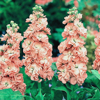 Giroflée - Excelsior Apricot - Teinte chaude et romantique des fleurs - Matthiola incana