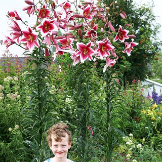 Lys géant - Friso - Lilium - Silhouette élégante dans votre jardin