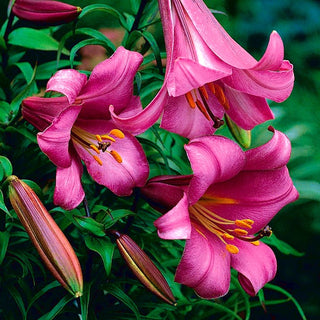 Lys trompette - Pink Perfection - Lilium - Rose subtil dans les massifs d’été