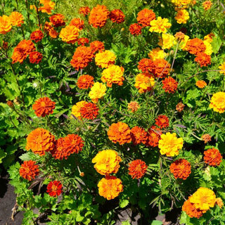 Œillet d'Inde - Mélange - Belle et pratique comme engrais vert - Tagetes patula - Grand sachet - 100 g