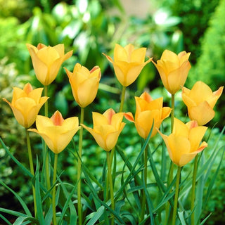 Tulipe - Batalinii Bronze Charm - Tulipa - Fleurs miniatures, couleurs chaudes - 5 bulbes
