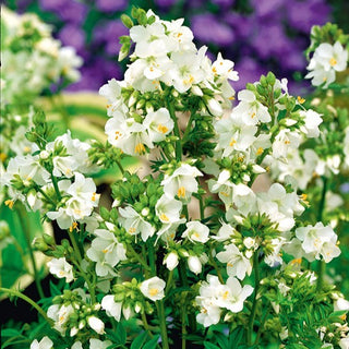 Polémoine bleue - Blanc - Décoration naturelle et romantique des jardins - Polemonium caeruleum