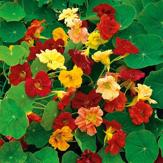 Capucine Grande - Gleam Mélange - Fleurs et feuilles comestibles exceptionnelles - Tropaeolum majus