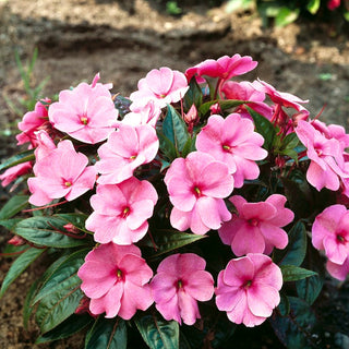 Impatiente de Waller - Rose - Idéal pour les balcons et les bordures - Impatiens walleriana