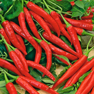 Piment Cayenna - Piquante, classique, idéale pour le séchage et l’assaisonnement