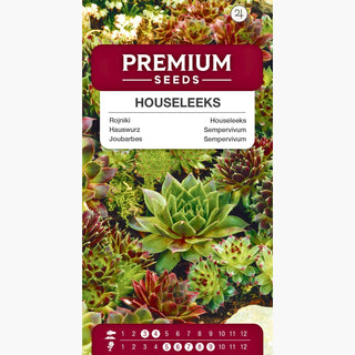 Joubarbes - Mélange de Variétés - Ornement pour conteneurs, résistante au gel - Sempervivum sp.