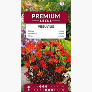 Silène - Vesuvius - Couleur intense des pétales - Lychnis arkwrightii