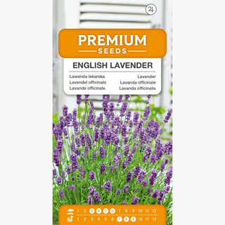 Lavande Officinale - Reine aromatique des jardins - Lavandula officinalis