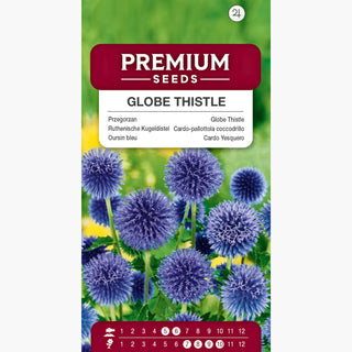 Oursin Bleu - Résistante au gel, extrêmement décorative - Echinops ritro