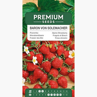 Fraisier des Bois - Baron von Solemacher - Productive, fruits savoureux, idéale pour culture amateur - Fragaria vesca