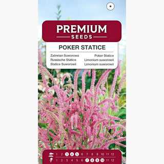 Statice Suworowii - Persistant et délicat, tolérant à la sécheresse - Limonium suworowii