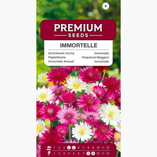 Immortelle Annuell Mélange - Fleurs intensément colorées, parfaites pour bouquets secs - Xeranthemum annuum