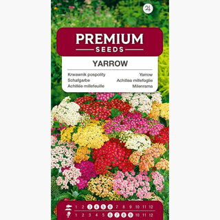 Achillée millefeuille Mélange - Couleurs vives, magnifiques et durables toute la saison ! - Achillea millefolium