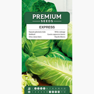 Chou Cabus Blanc Express - Reine des récoltes précoces ! Explosion de saveur rapide ! - Brassica oleracea var. capitata f. alba