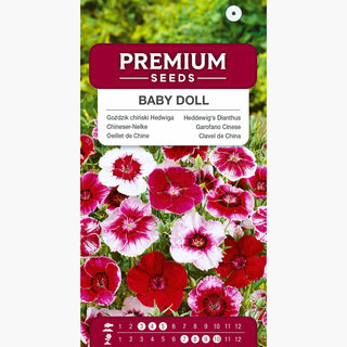 Oeillet de Chine - Baby Doll Mélange - Mélange coloré d'œillets de Chine - Dianthus chinensis var. heddewigii