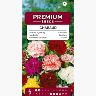 Oeillet des fleuristes - Chabaud Mélange - Charme traditionnel du jardin - Dianthus caryophyllus