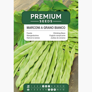 Haricot à rames - Marconi A Grano Bianco - Type mammouth - Gousses grandes et charnues