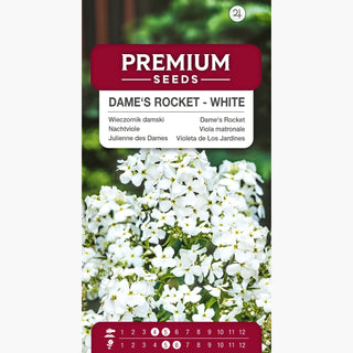 Julienne des Dames - Blanc - Paradis pour papillons et abeilles - Hesperis matronalis