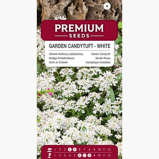 Iberis en Ombelle - Blanc - Excellent au parfum délicat - Iberis umbellata