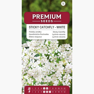 Silène visqueux - Blanc - Floraison longue Facile à cultiver - Lychnis viscaria