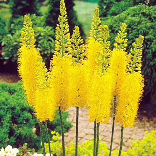 Éremurus - Bungei - Eremurus - Épis dorés, star de l’été au jardin