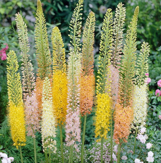Éremurus - Mix - Eremurus - Beauté élancée, reine de l’été