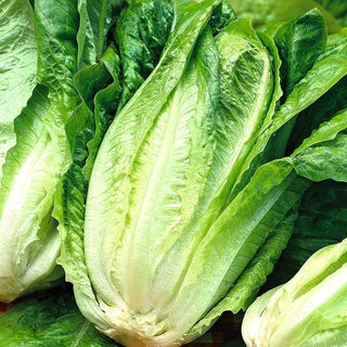 Laitue Romaine - Lentissima A Montare 3 - Grosses têtes longues, fines et croquantes