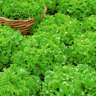 Laitues à couper - Salad Bowl - Goût délicat, récoltes multiples