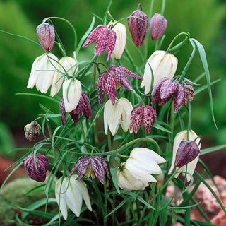 Fritillaire pintade - Fritillaria - Légère et captivante - 5 bulbes