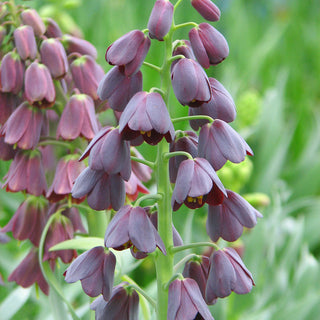 Fritillaire de Perse - violet et noir - Fritillaria - fleurs qui attirent les regards