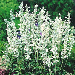 Sauge farineuse - White Bedder - Décorative et résistante à la sécheresse - Salvia farinacea