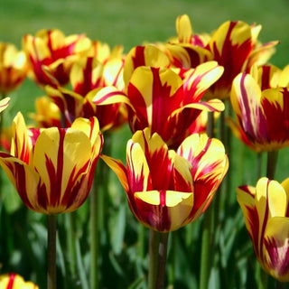 Tulipe - El Cid - Tulipa - Crée de belles compositions denses - 5 bulbes