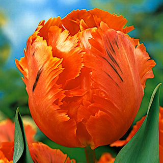 Tulipe - Orange Favourite - Tulipa - Forme exceptionnelle, accent parfait - 5 bulbes