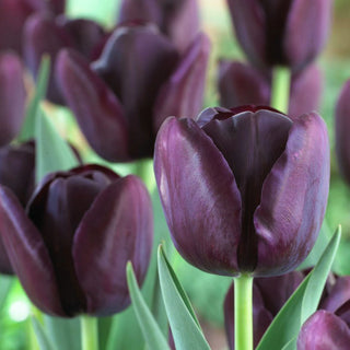 Tulipe - Queen of Night - Tulipa - Couleur profonde, forme veloutée - 5 bulbes