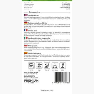 Oursin Bleu - Résistante au gel, extrêmement décorative - Echinops ritro