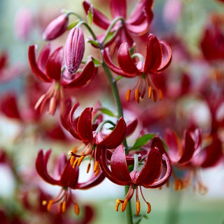 Lys martagon - rouge - Lilium - Décoration intensément rouge des massifs