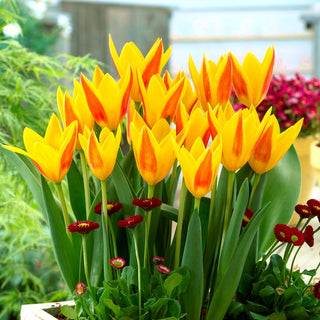 Tulipe - Giuseppe Verdi - Tulipa - Couleurs vives qui attirent le regard - 5 bulbes