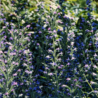 Vipérine faux-plantain - Mélange - Naturelle et florifère jusqu’en automne - Echium plantagineum - Graines Premium
