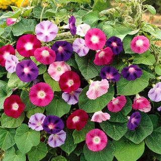 Morning Glory Mixed - Showy Climber for Fences and Pergolas, Multicoloured Flowers - Ipomoea tricolor - Premium Seeds
