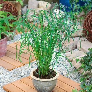 Umbrella Papyrus - Exceptionally Decorative Plant All Year Round - Cyperus alternifolius - Premium Seeds