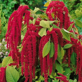Love Lies Bleeding - Blood-Red Flower Clusters in Long Spikes - Amaranthus caudatus - Premium Seeds
