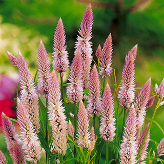 Celosia Flamingo - Feathery Spikes, Captivating Appearance - Celosia spicata - Premium Seeds
