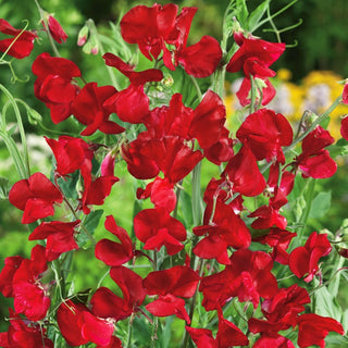 Sweet Pea Red - Vigorous Climber, Intensely Flowering, for Fences and Pergolas - Lathyrus odoratus - Premium Seeds