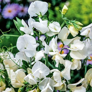 Sweet Pea White - Cascade of White Flowers with Intoxicating Fragrance - Lathyrus odoratus - Premium Seeds