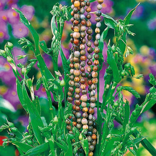 Larmes de Job - Graminée ornementale avec des graines uniques en forme de larmes - Coix lacryma-jobi